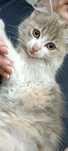 Котёнок ищет добрую семью!
