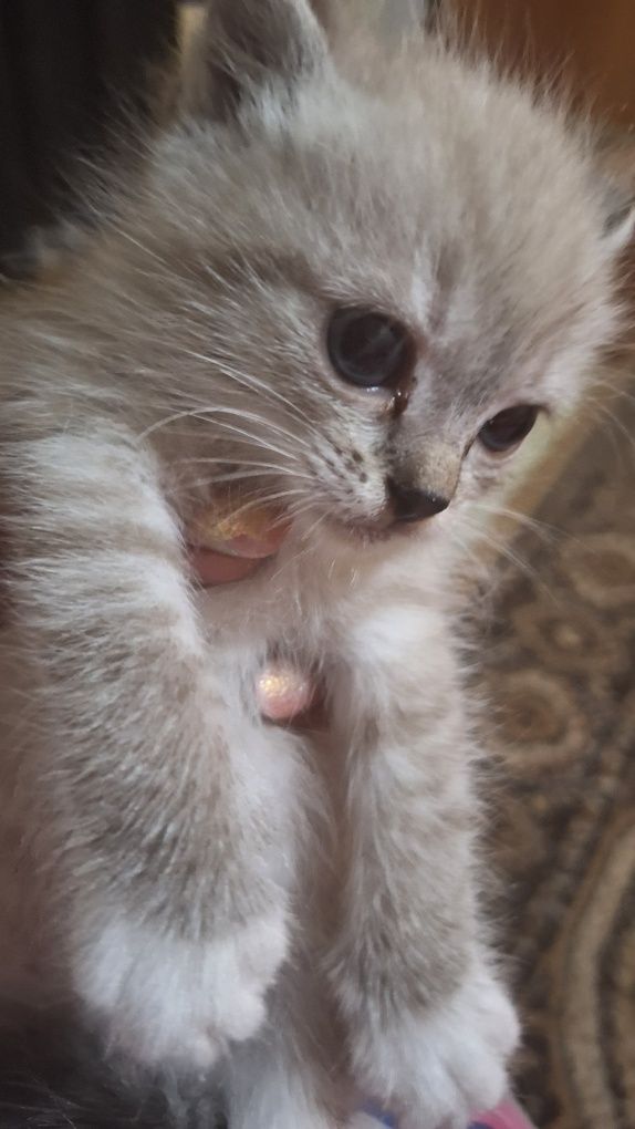 Отдам котят в добрые руки
