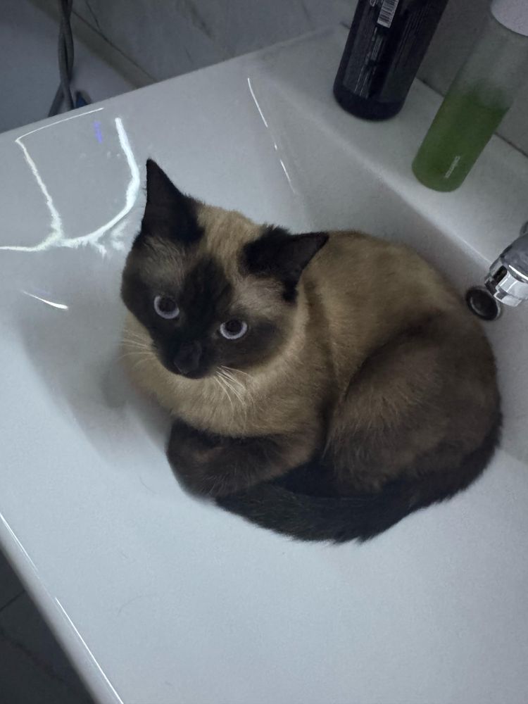 Сиамски кот отдам бесплатно