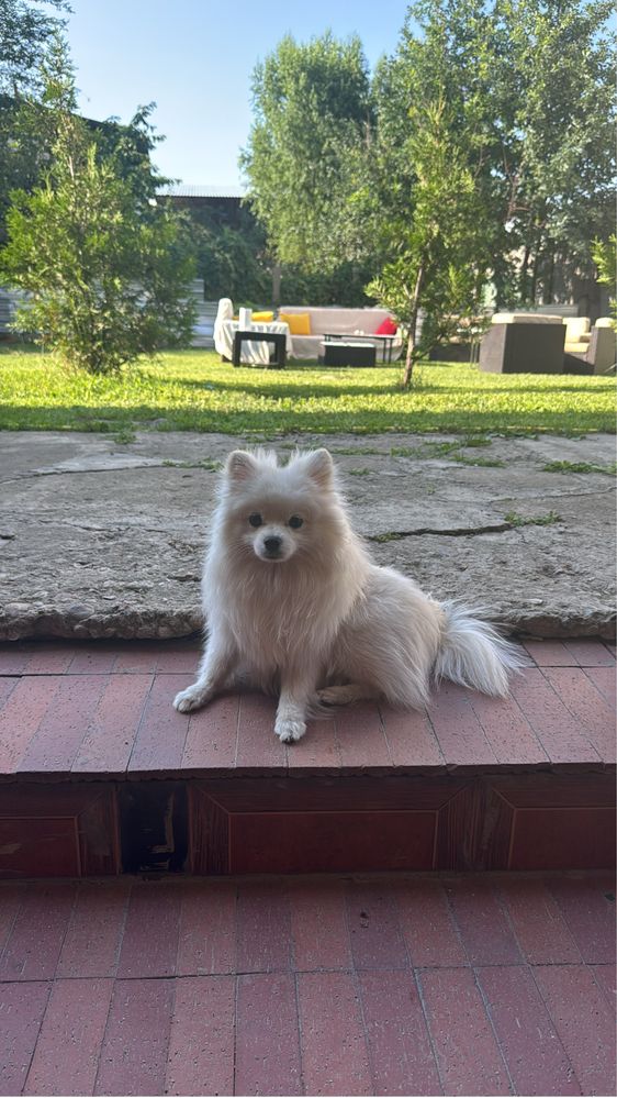 Шпиц померанский