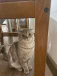 Котёнок  пародистый