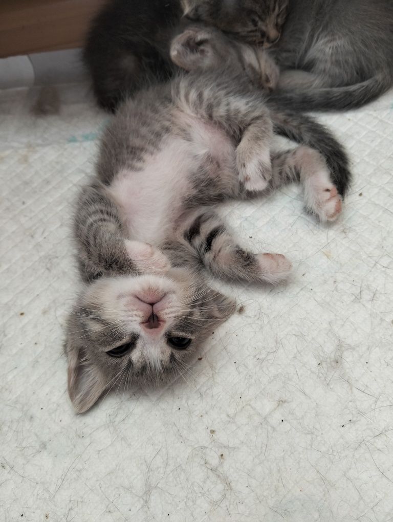 Отдам котят в добрые руки