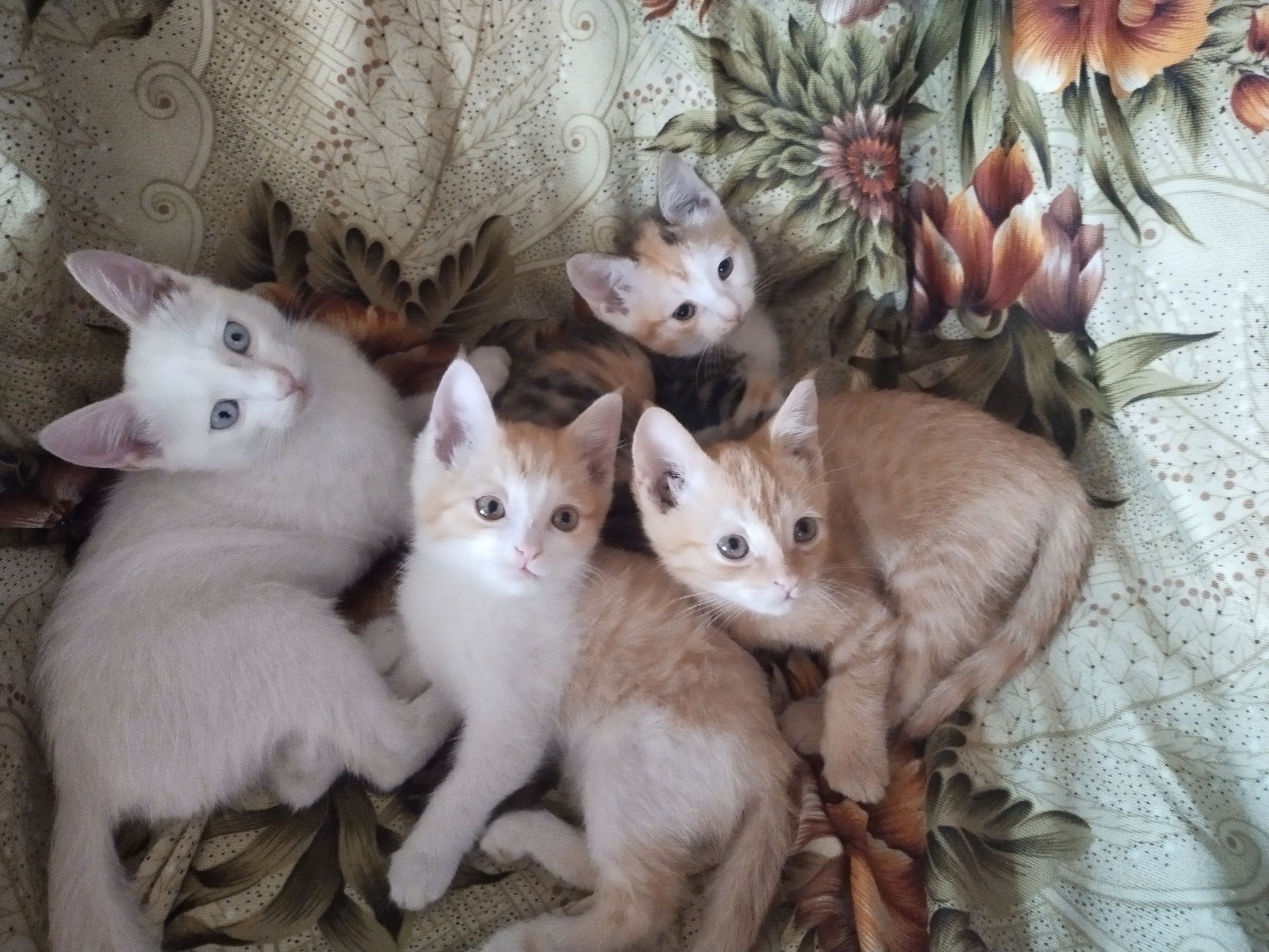 Отдам даром котят 2 месяца .