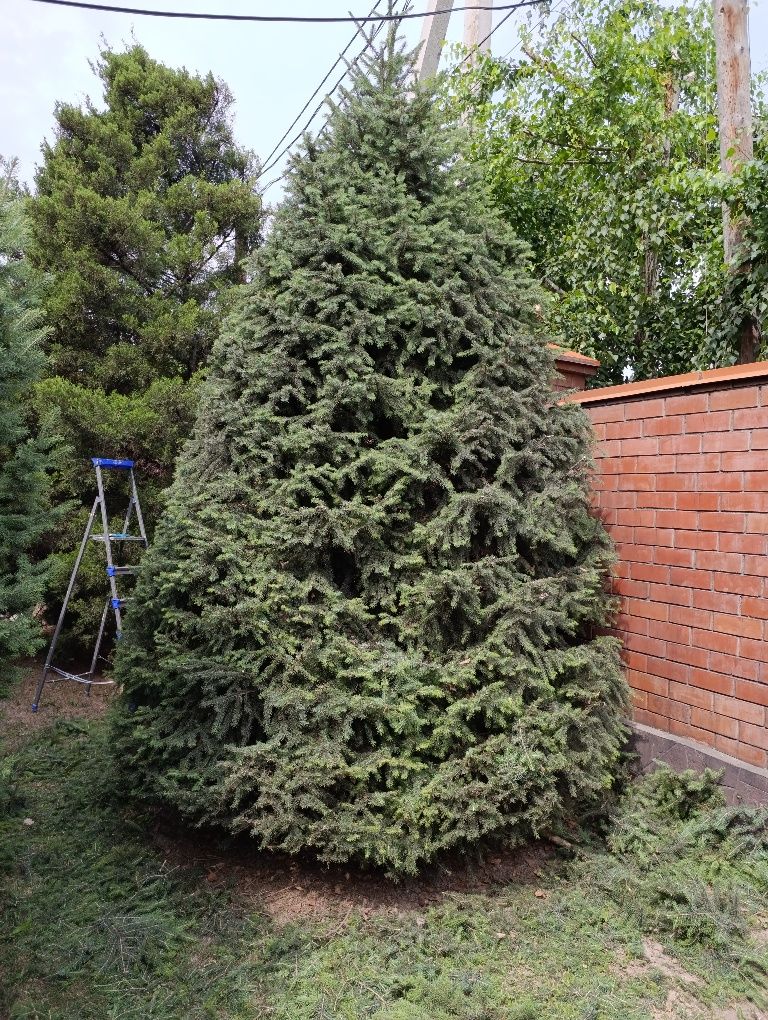 Топиарная Стрижка хвойных деревьев пород ели, туии, кустарник,посадка,