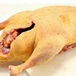 Гуси домашние. Мясо гуся