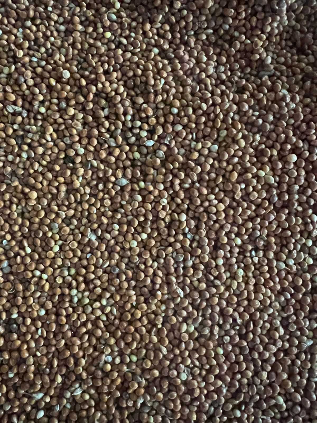 Продам просо красное