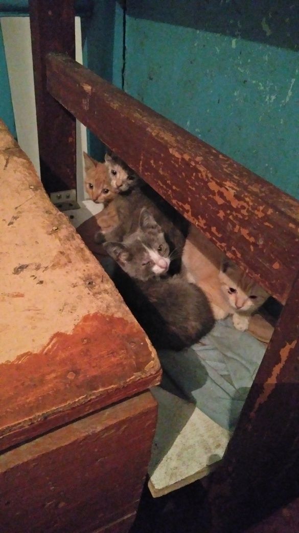 Котята котята котята