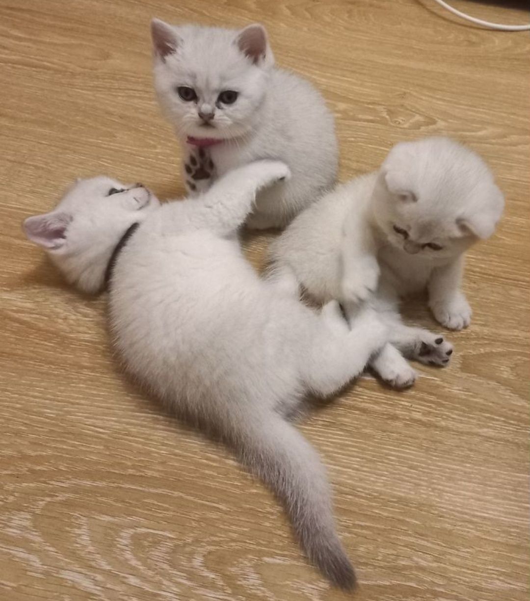 Шикарный опытный кот, приглашает невет! Кот шиншила!