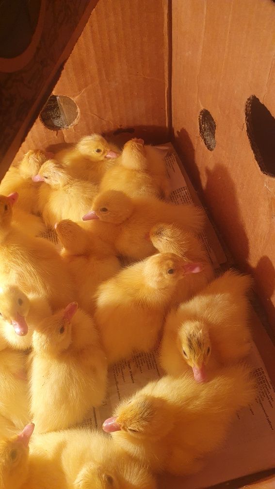 Продам индоутят тяж линия