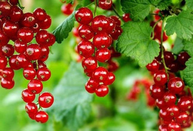 Продам саженцы смородины