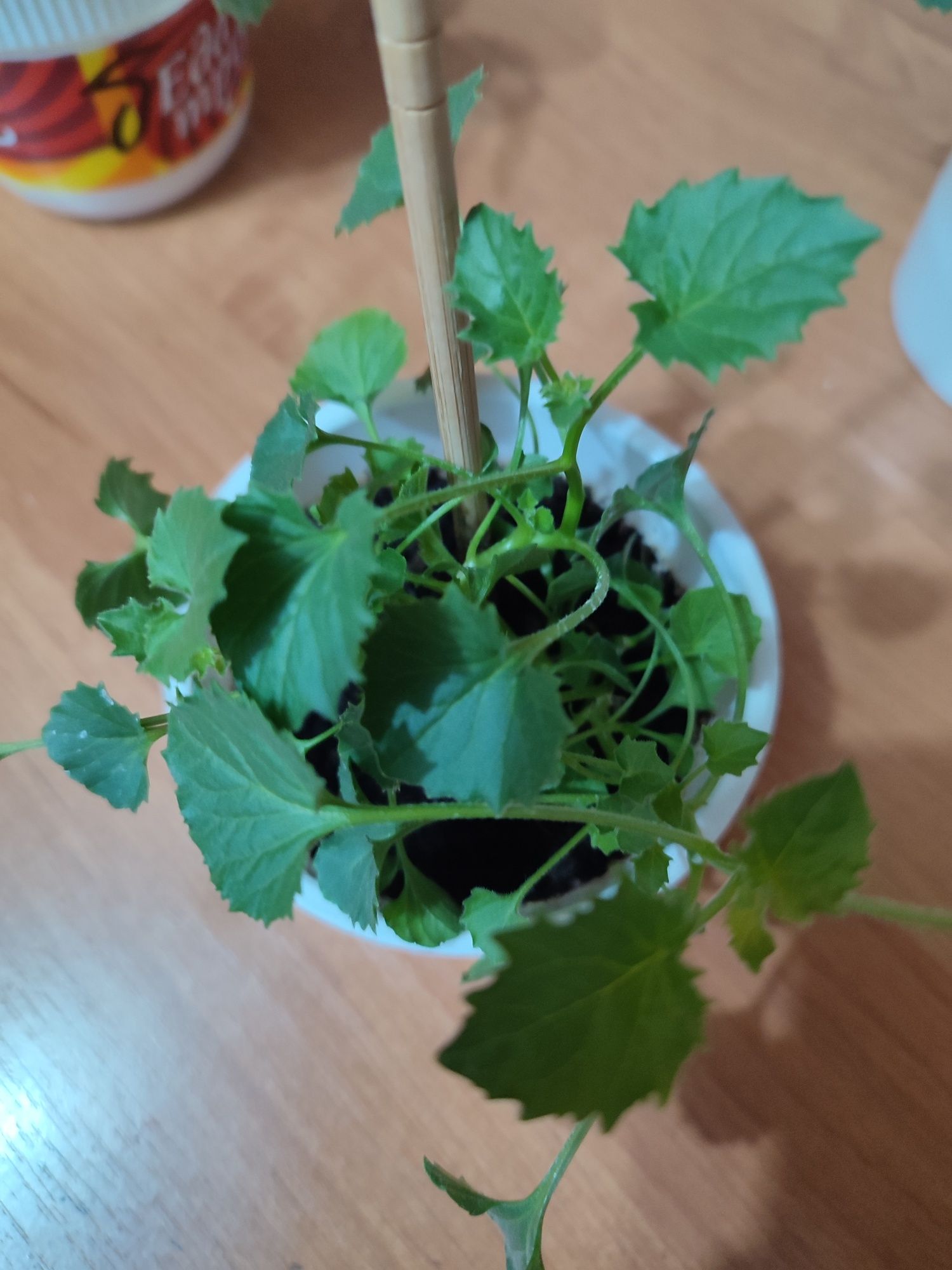 Продам комнатные цветы
