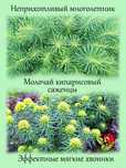 Молочай кипарисовый