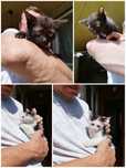 Котенок бесплатно
