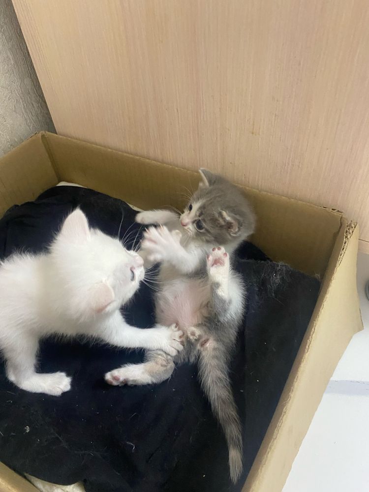 Кошки.перворожденные 25мая