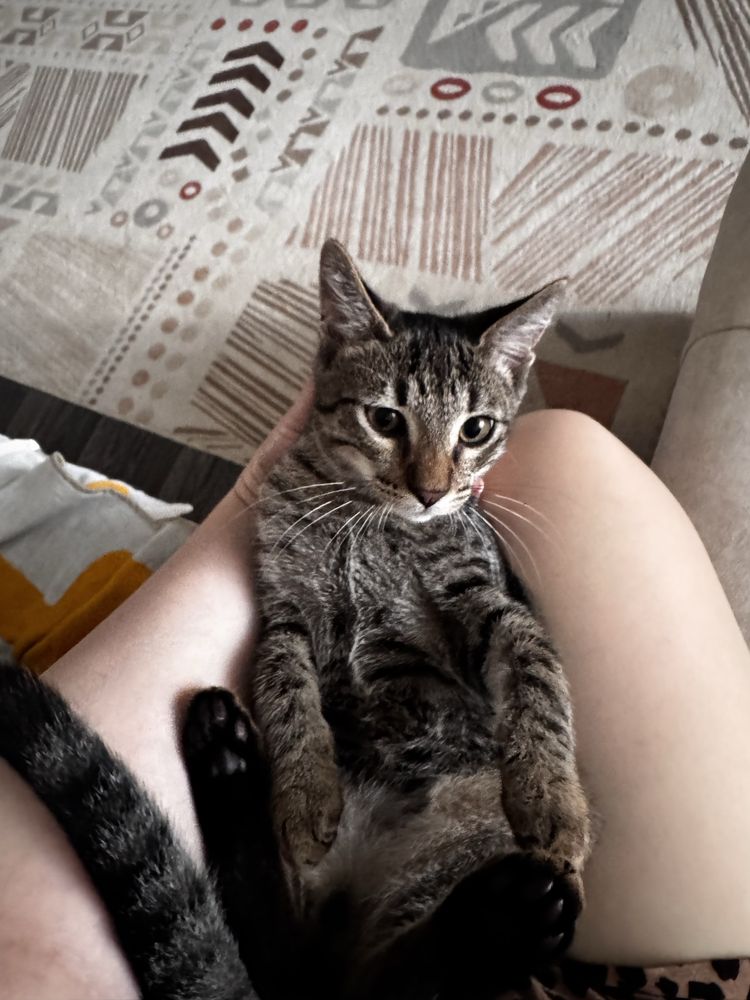 Отдам котят бесплатно