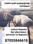Продам бараны и овцы