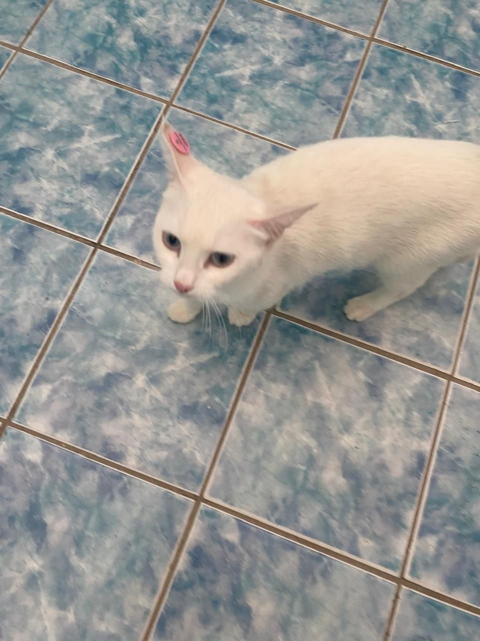Белая красавица кошка