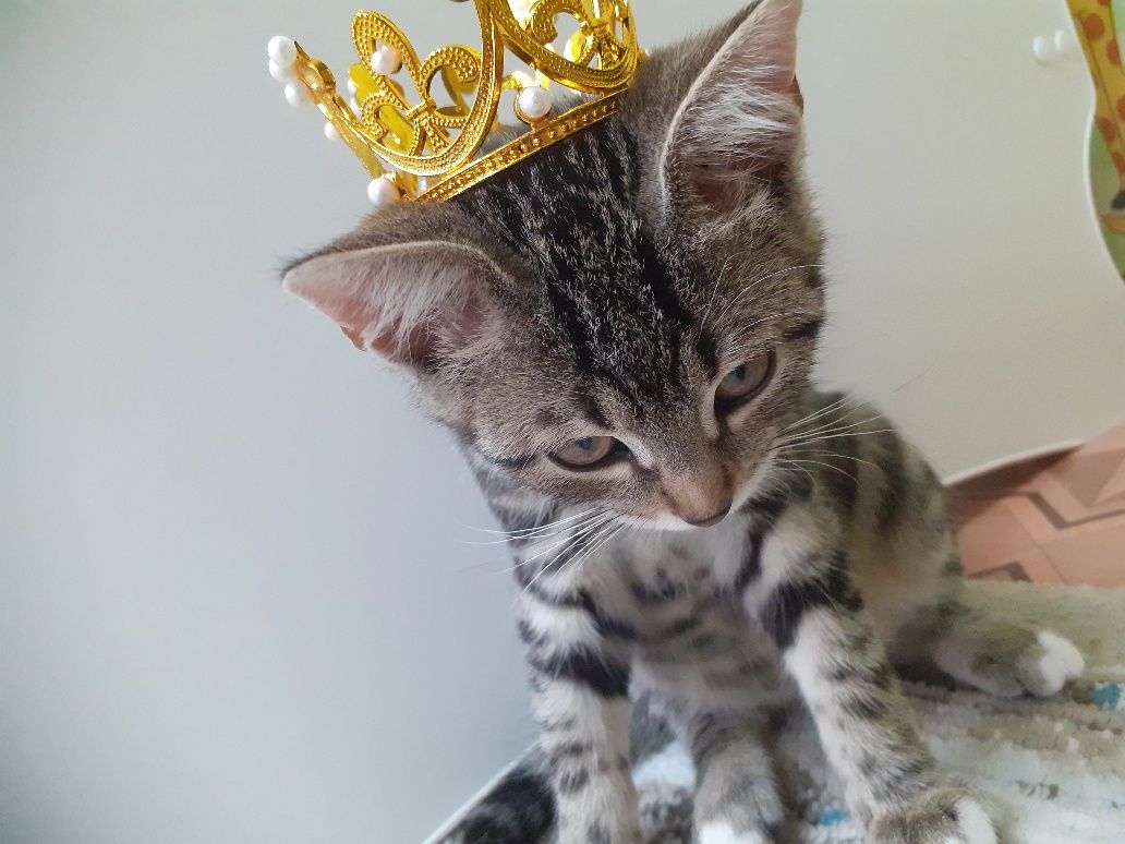 Котёнок-девочка 2 месяца Жазира