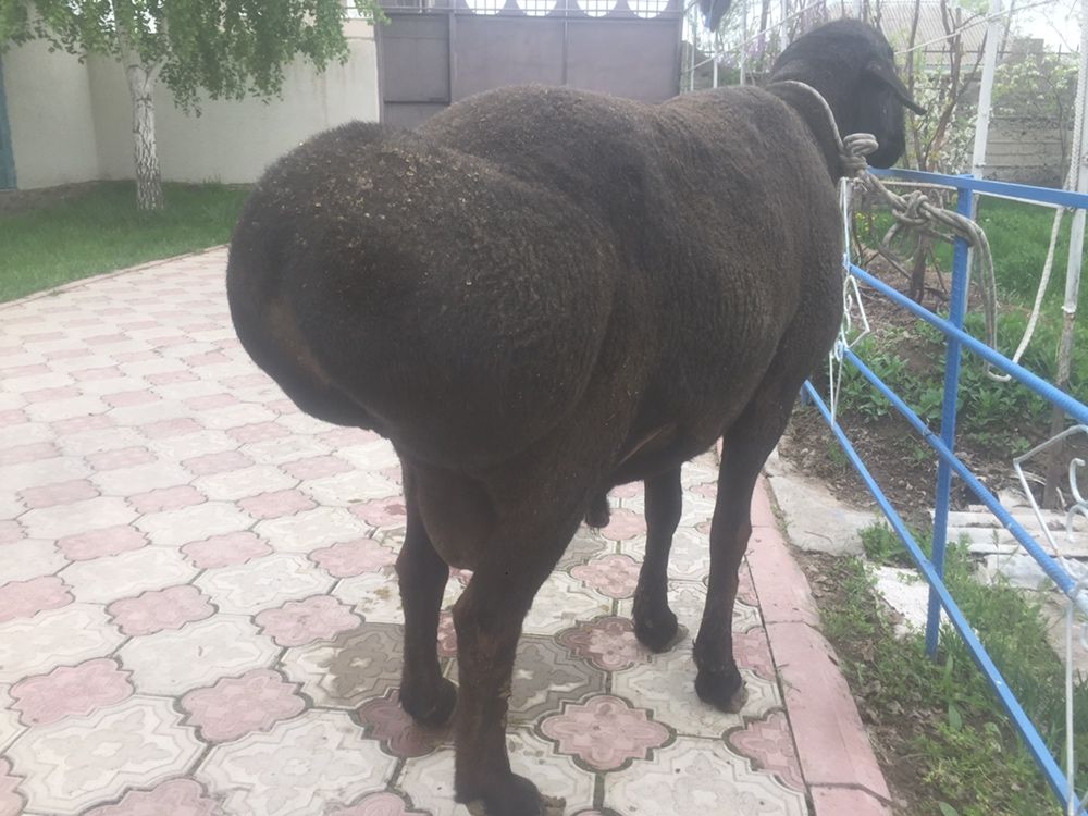 Гиссар кошкар сатылады