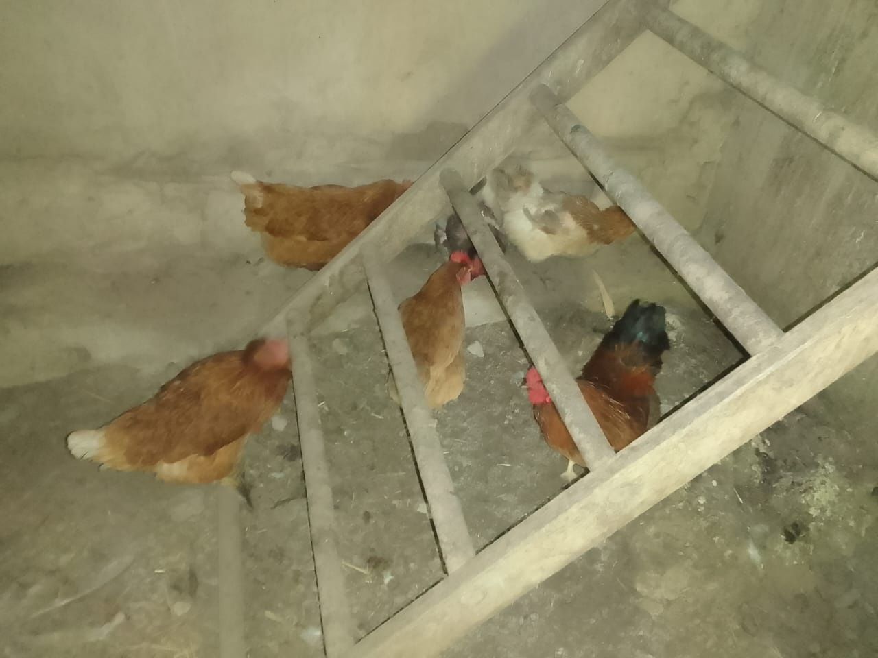 Продаю куриц не дорого