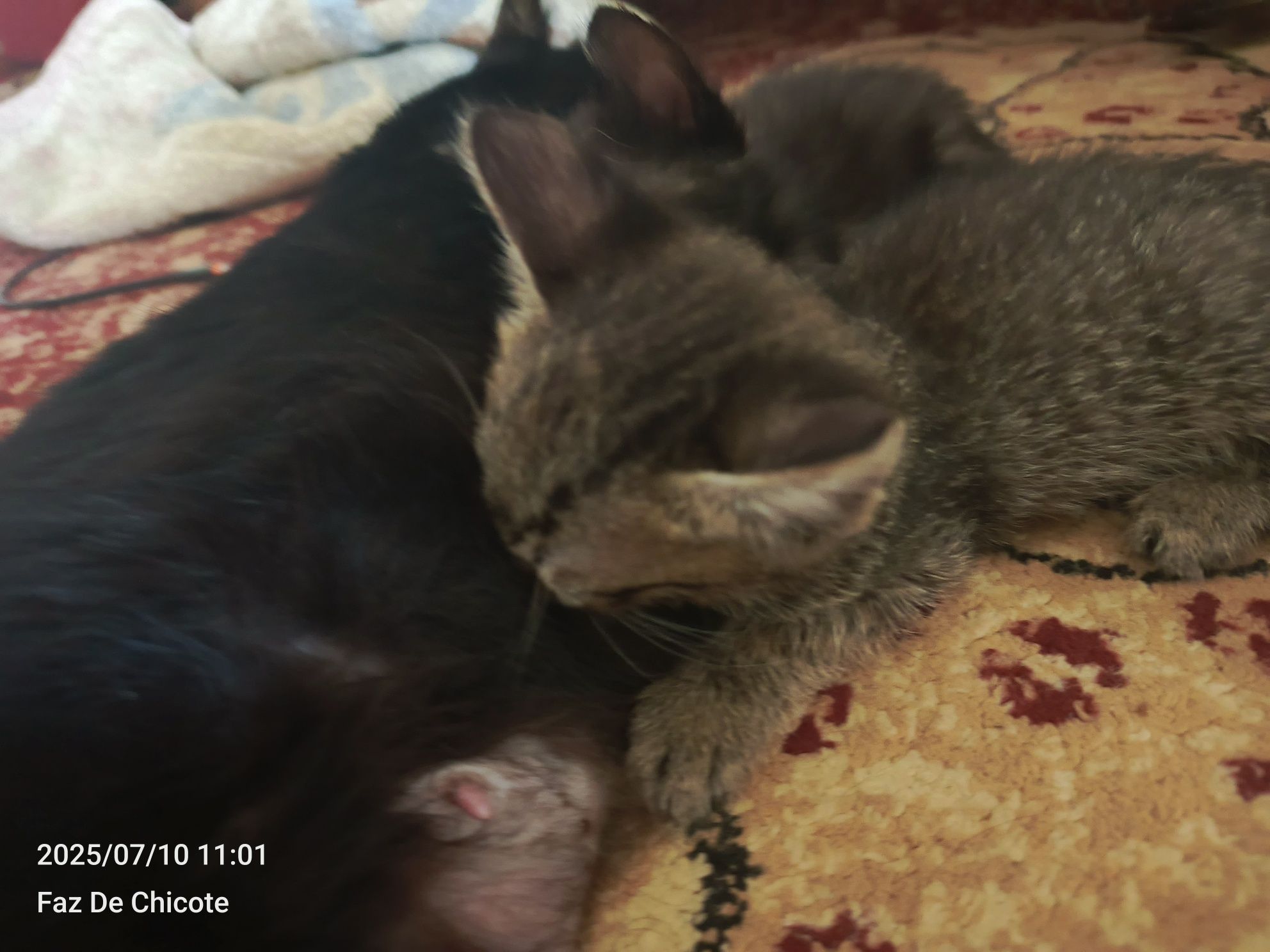 Отдам котят в хорошие руки