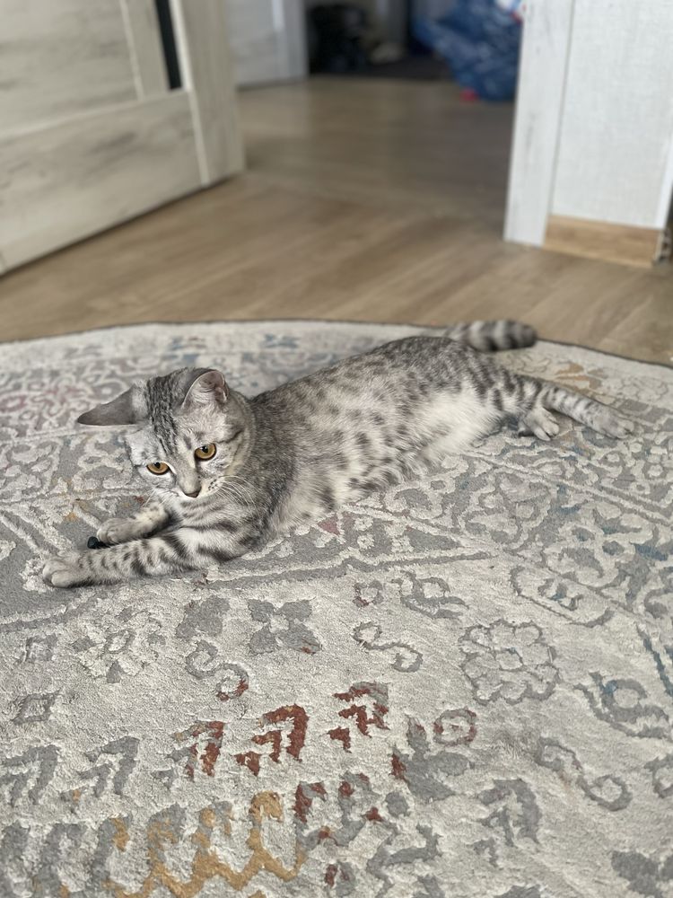 Кошечка окрас вискас