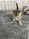 котенеи шотланские