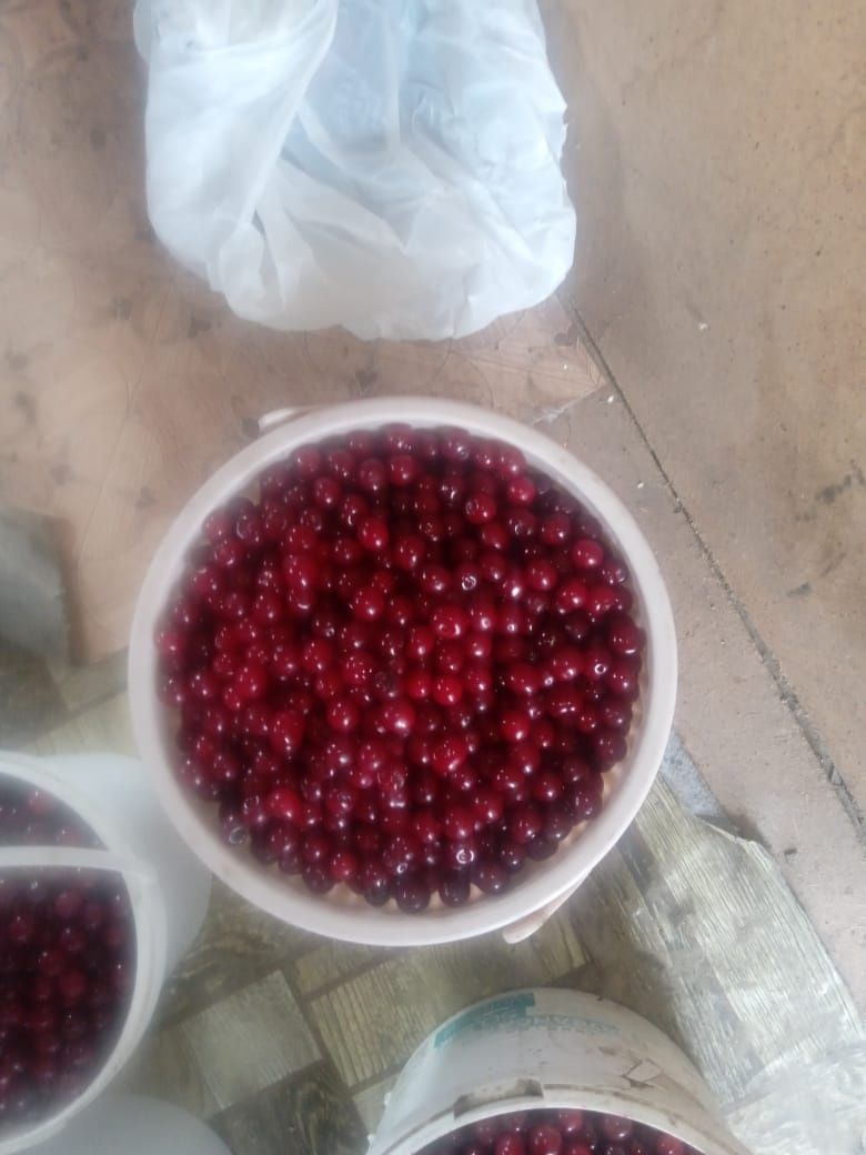 Продам вишню не дорого