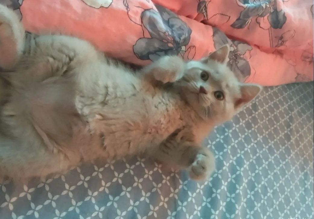 Милые котята, к лотку приучены, девочки и мальчики