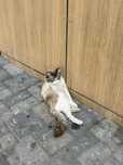 Котик у магазина