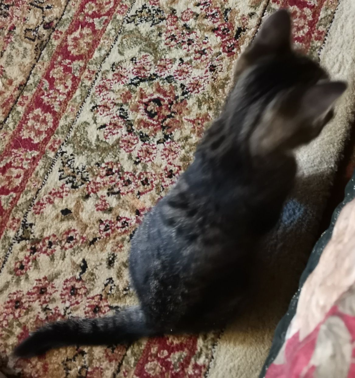 Котенок в добрые руки