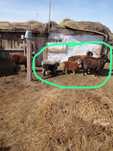 Продам баранов звоните