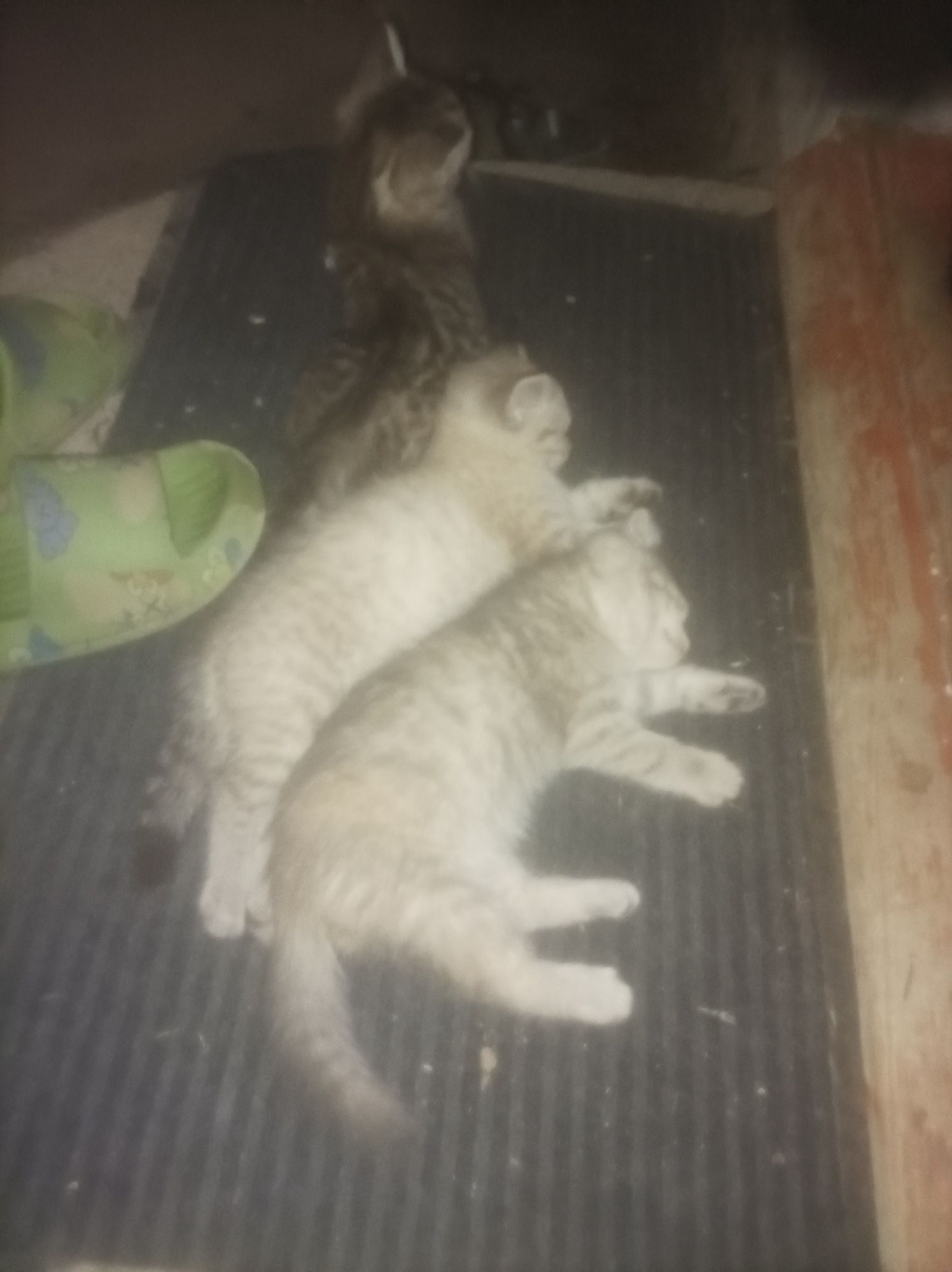 Котята, отдам в хорошие руки