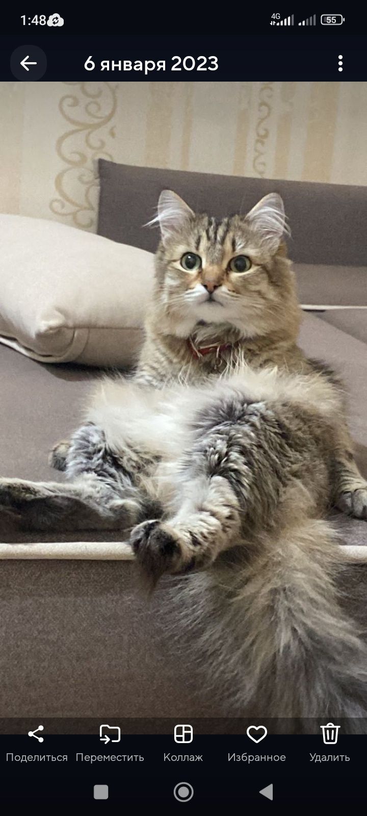 Кошка Сибирская с документами