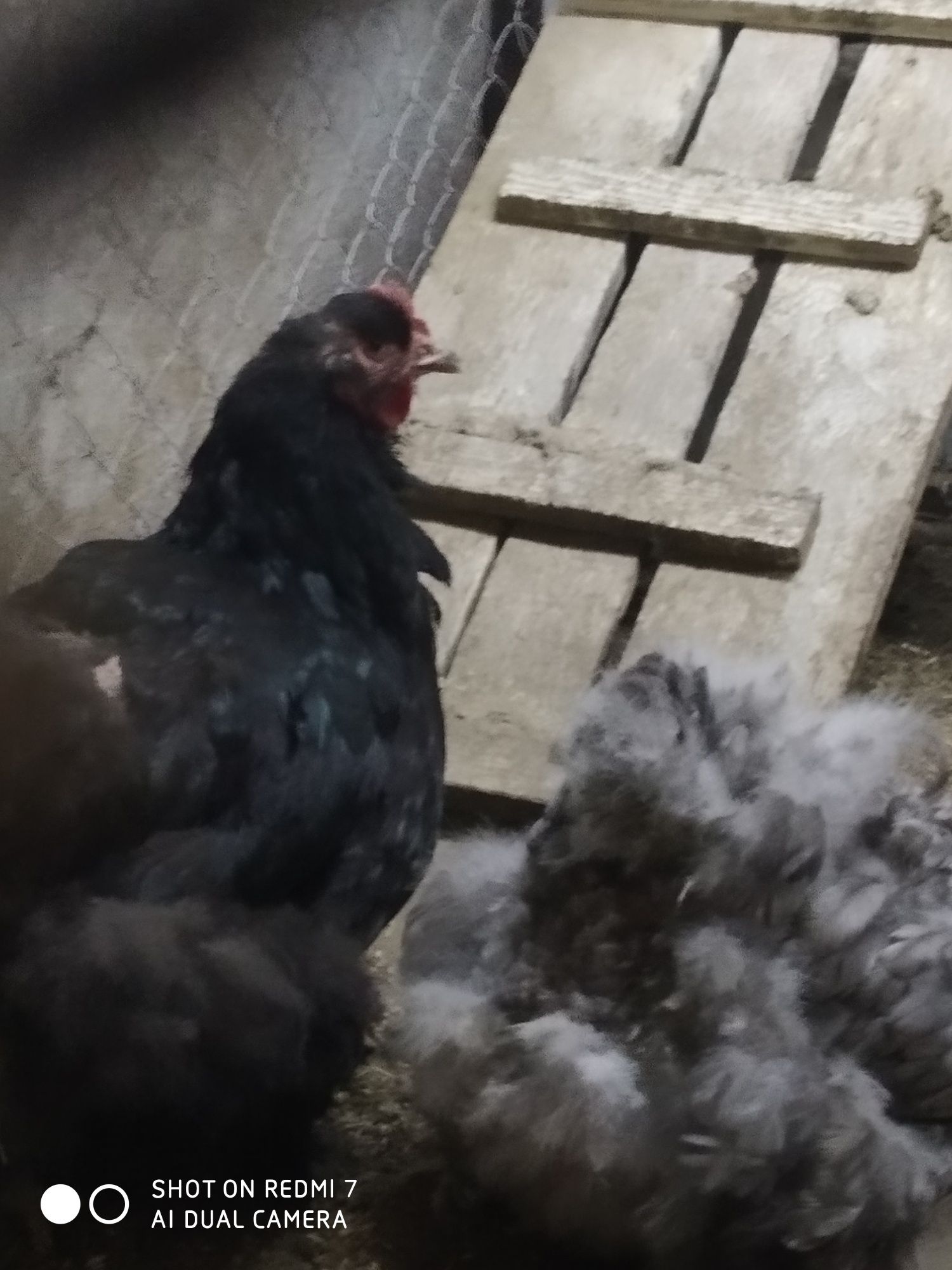 Продам цыплят черного кохинхина
