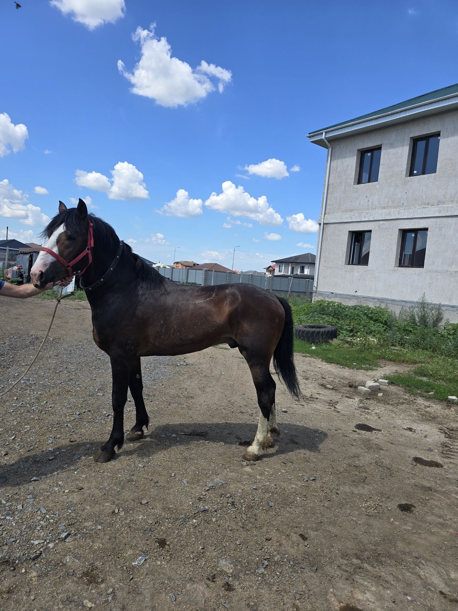 Продам жеребца 3 года