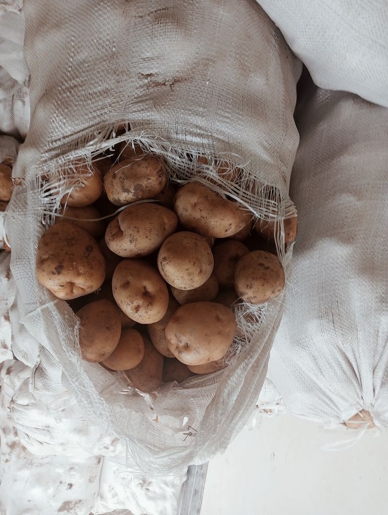 Продам картофель по оптовой цене