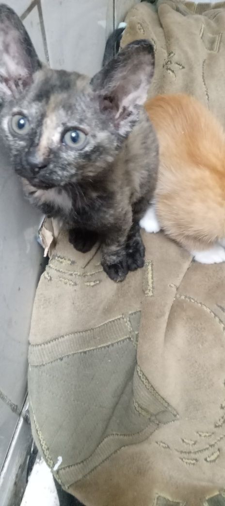 Котята браш отдам