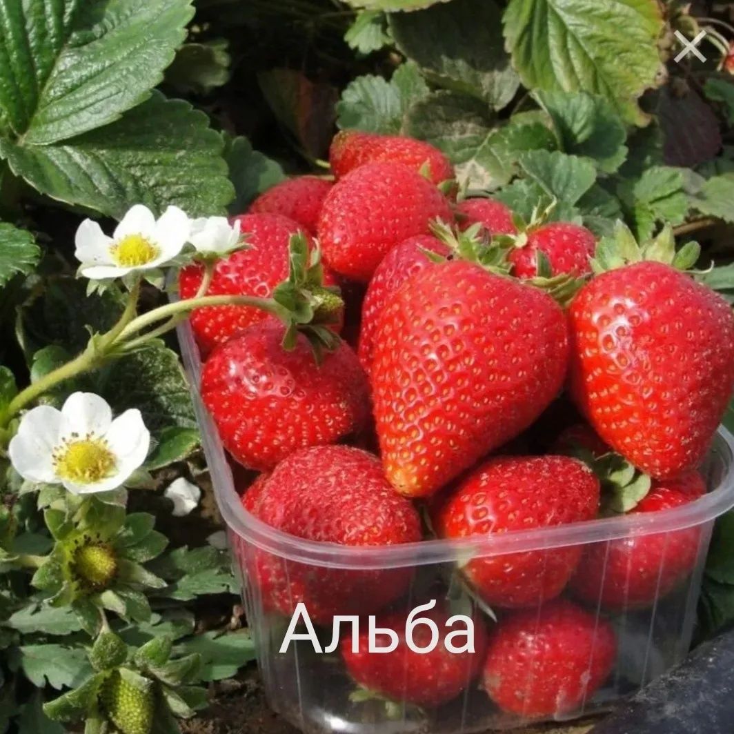 Рассада клубники