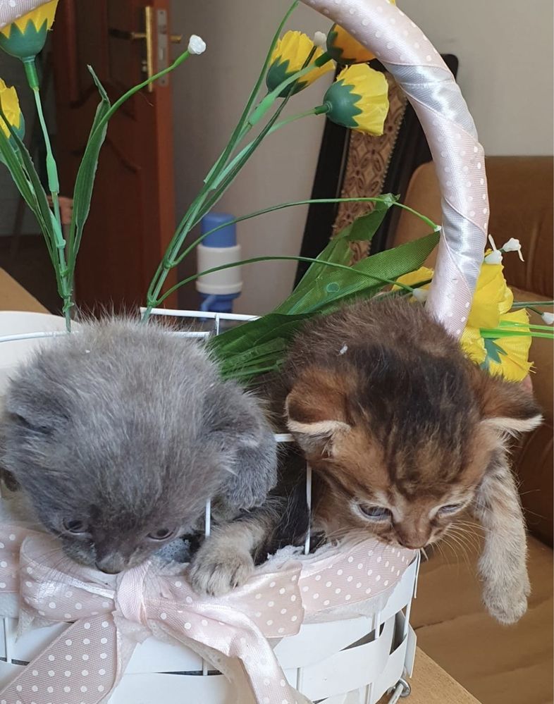 котята вислоухие скотиш фолд
