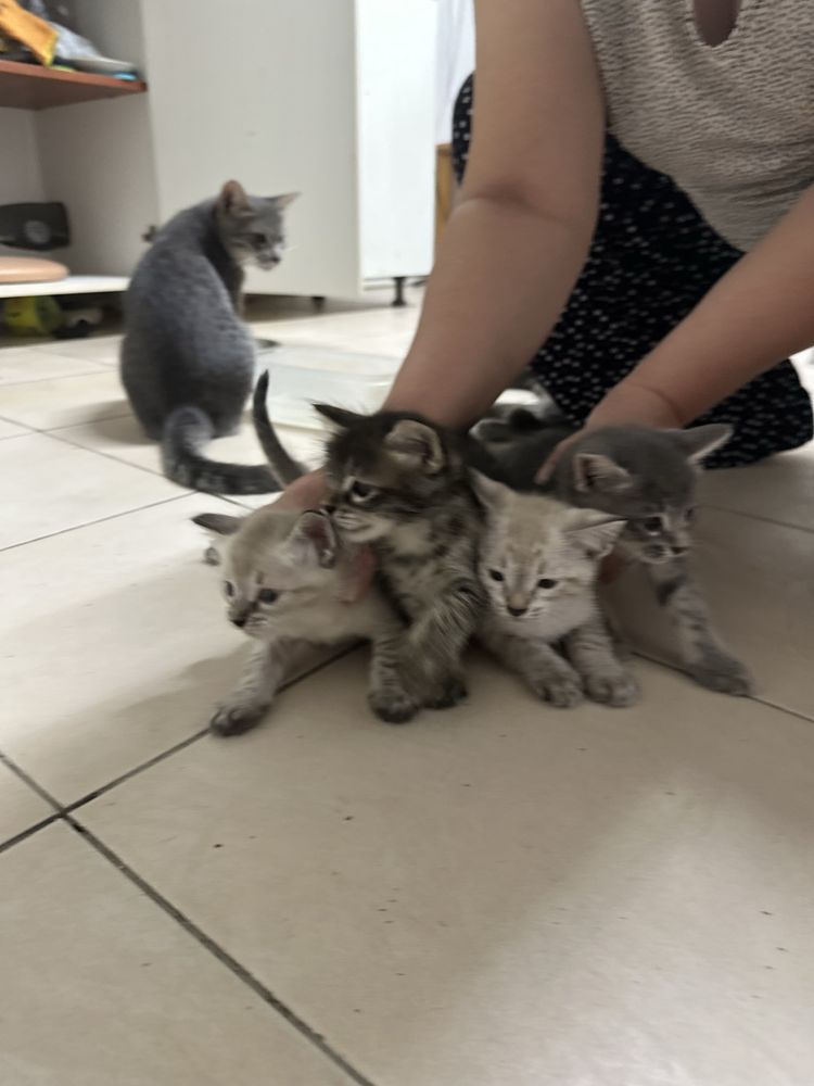Отдаем милых котят в добрые руки