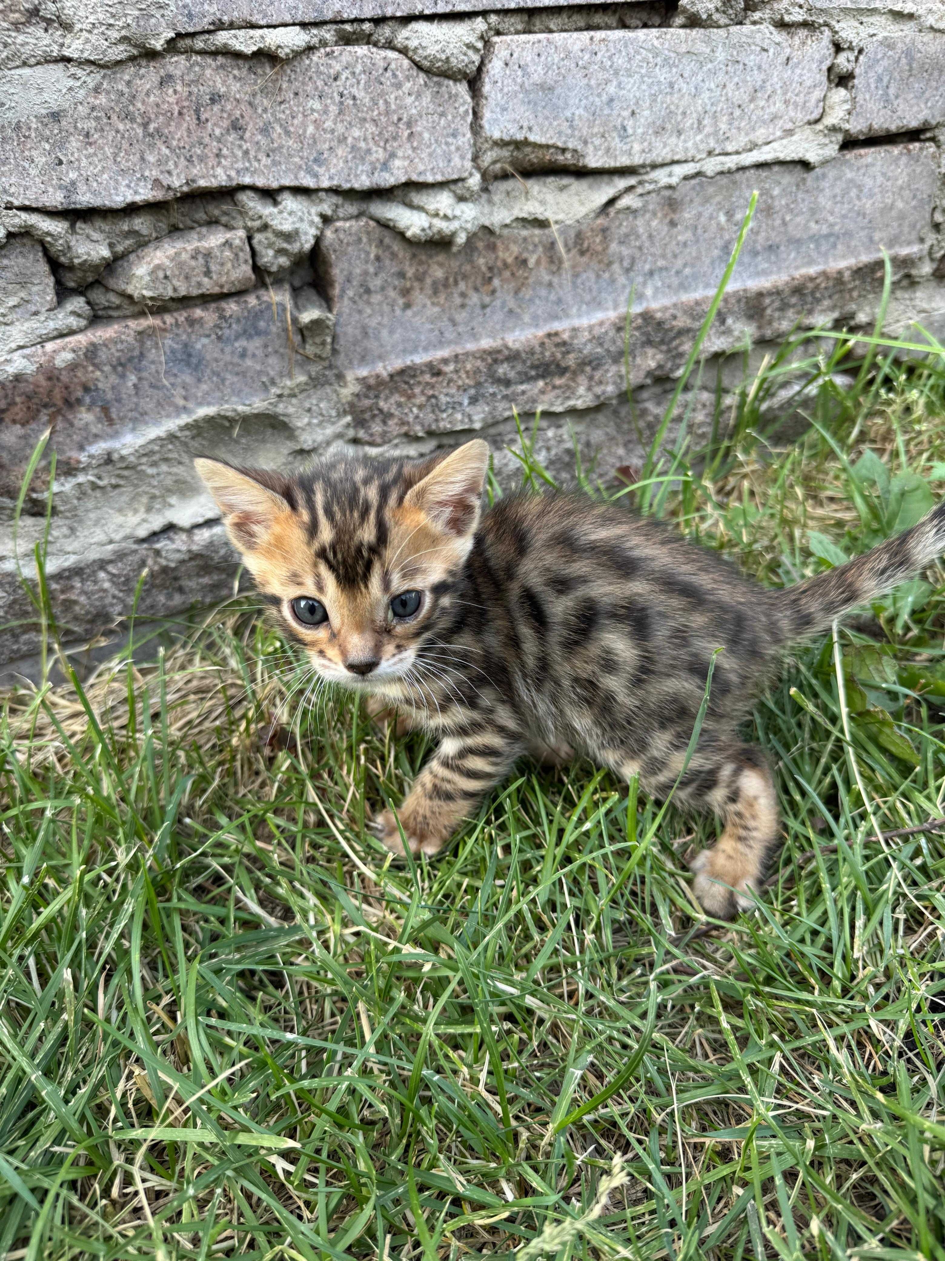 Продам бенгальских котят