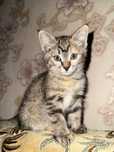 Котик 1,5 месяца