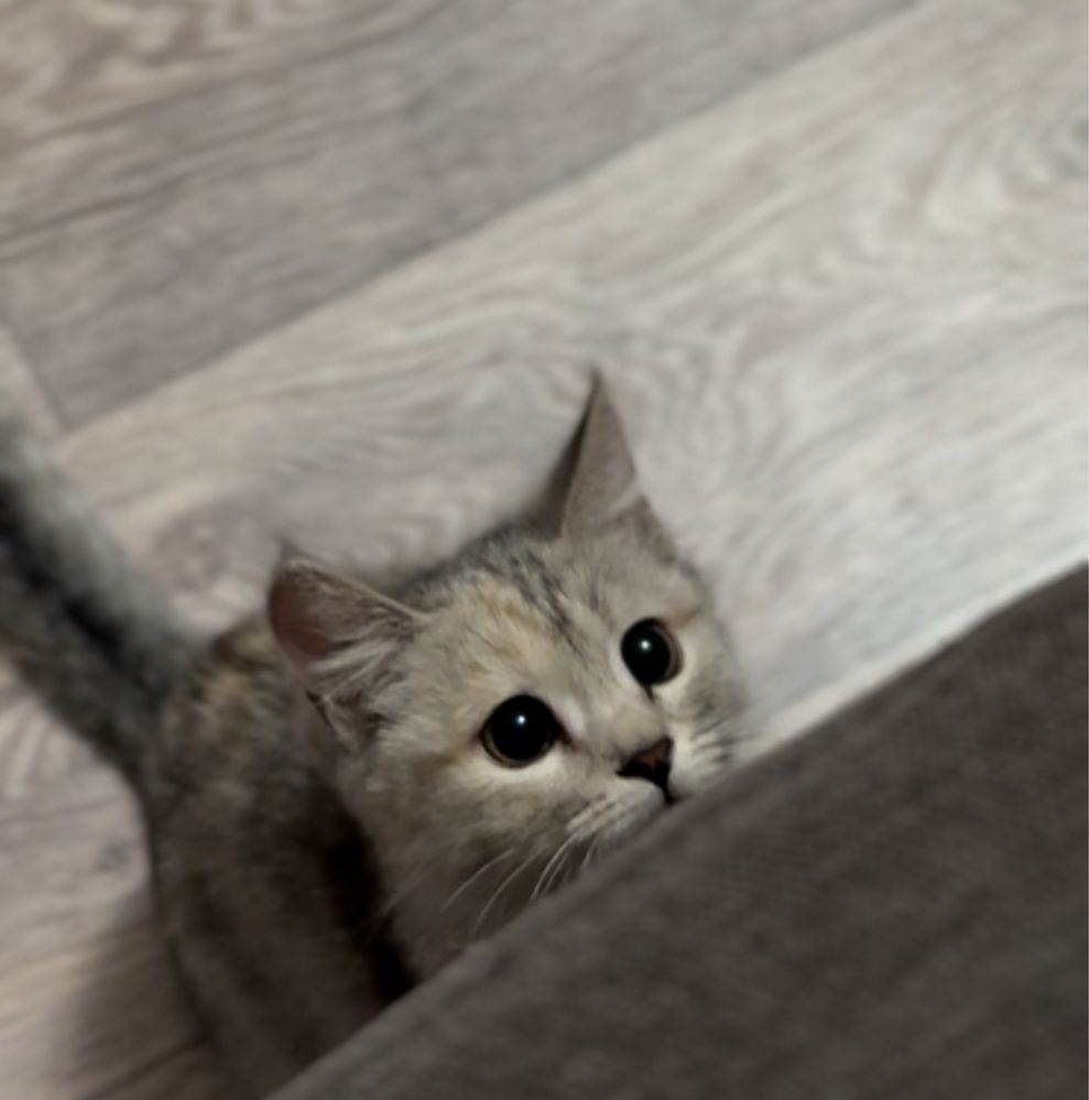 Котенок девочка серая