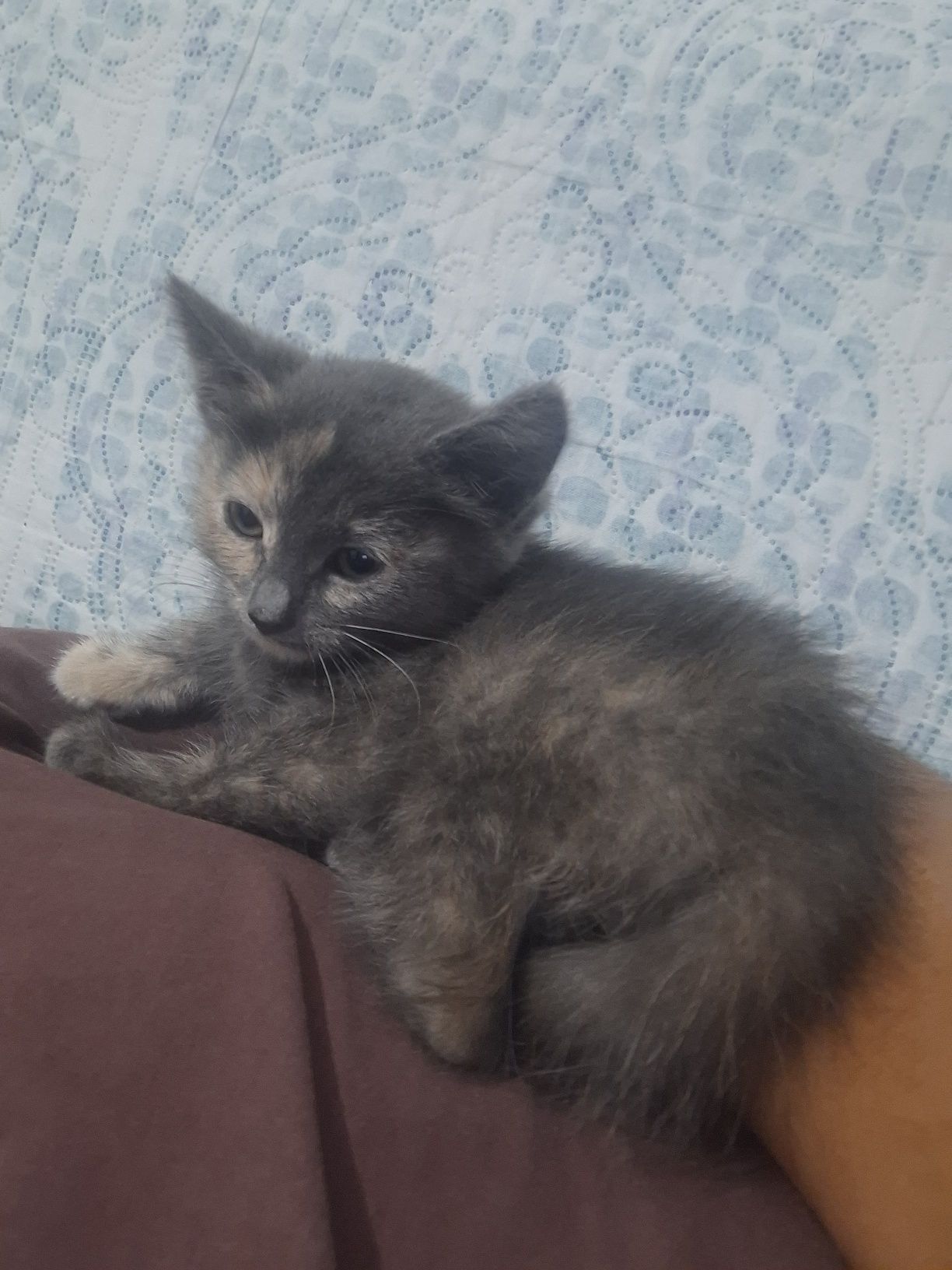 Котёнка девочка даром . Ей примерно чуть больше 2х месяцев от роду .