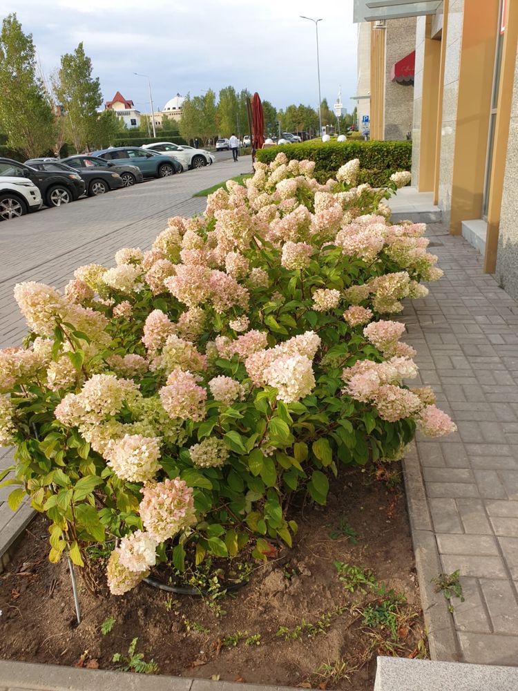 Пролдам цветы гортензия