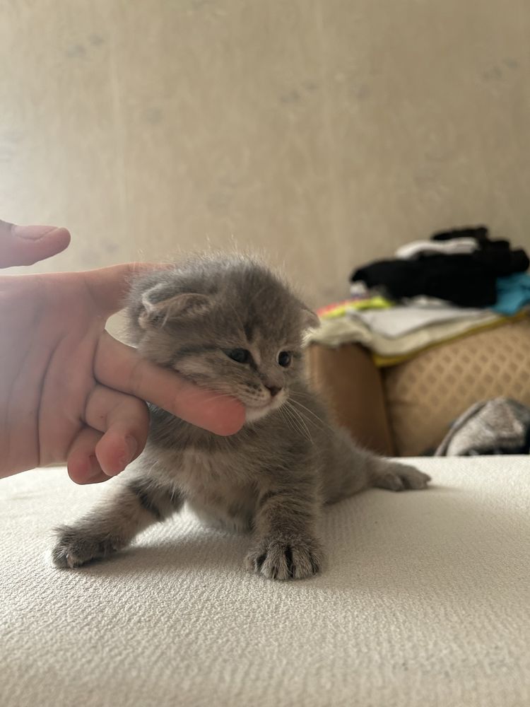 котята британские вислоухие