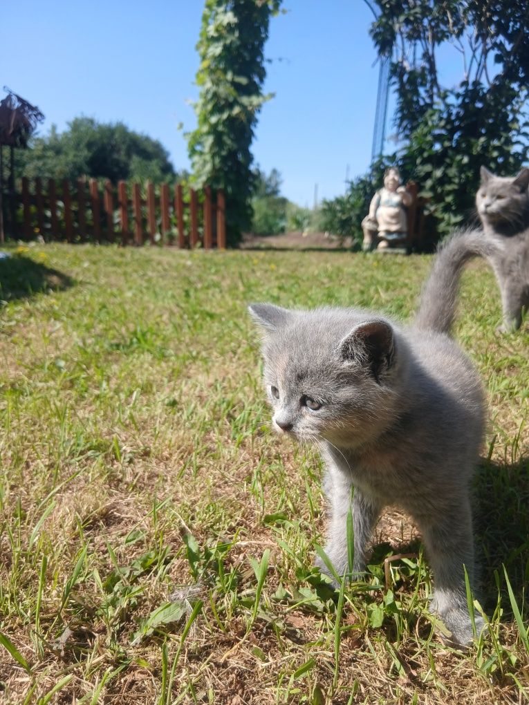 Продам котят британской породы.