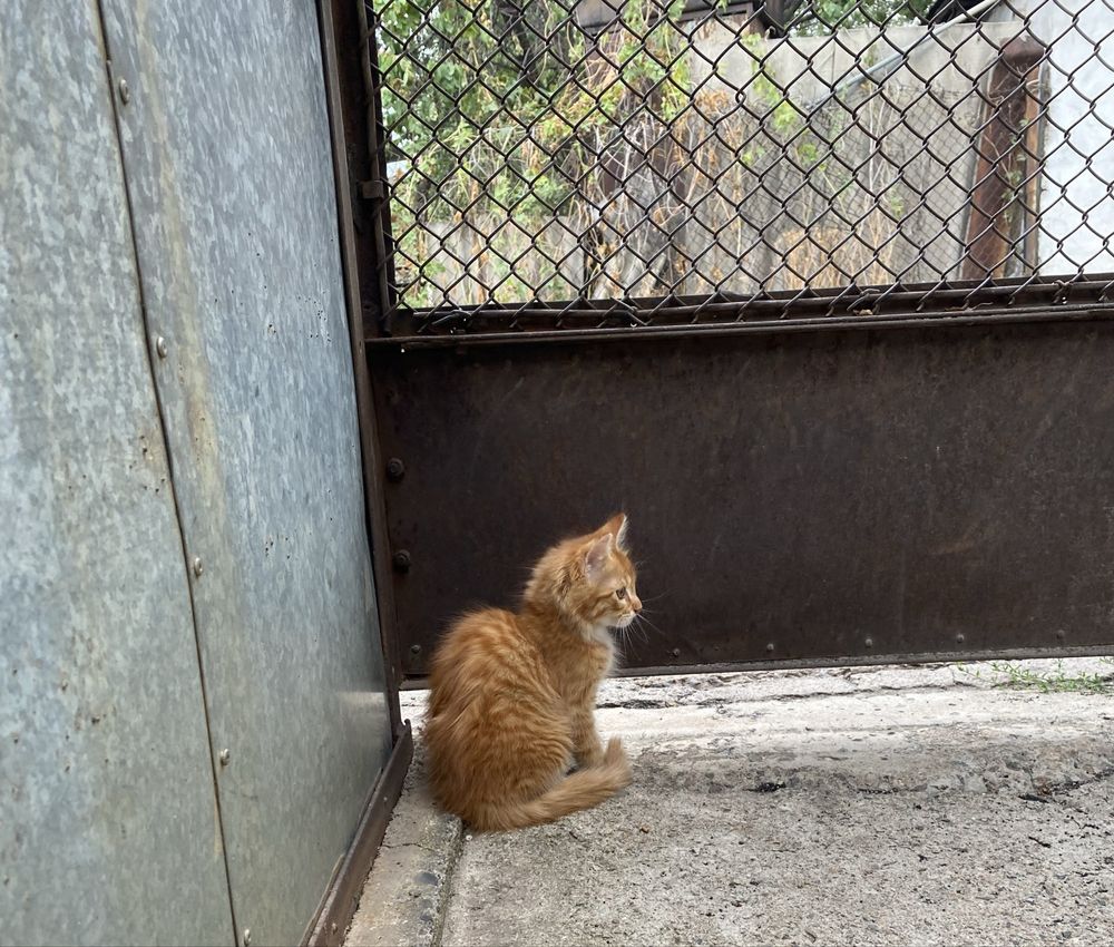 Котенка отдам бесплатно