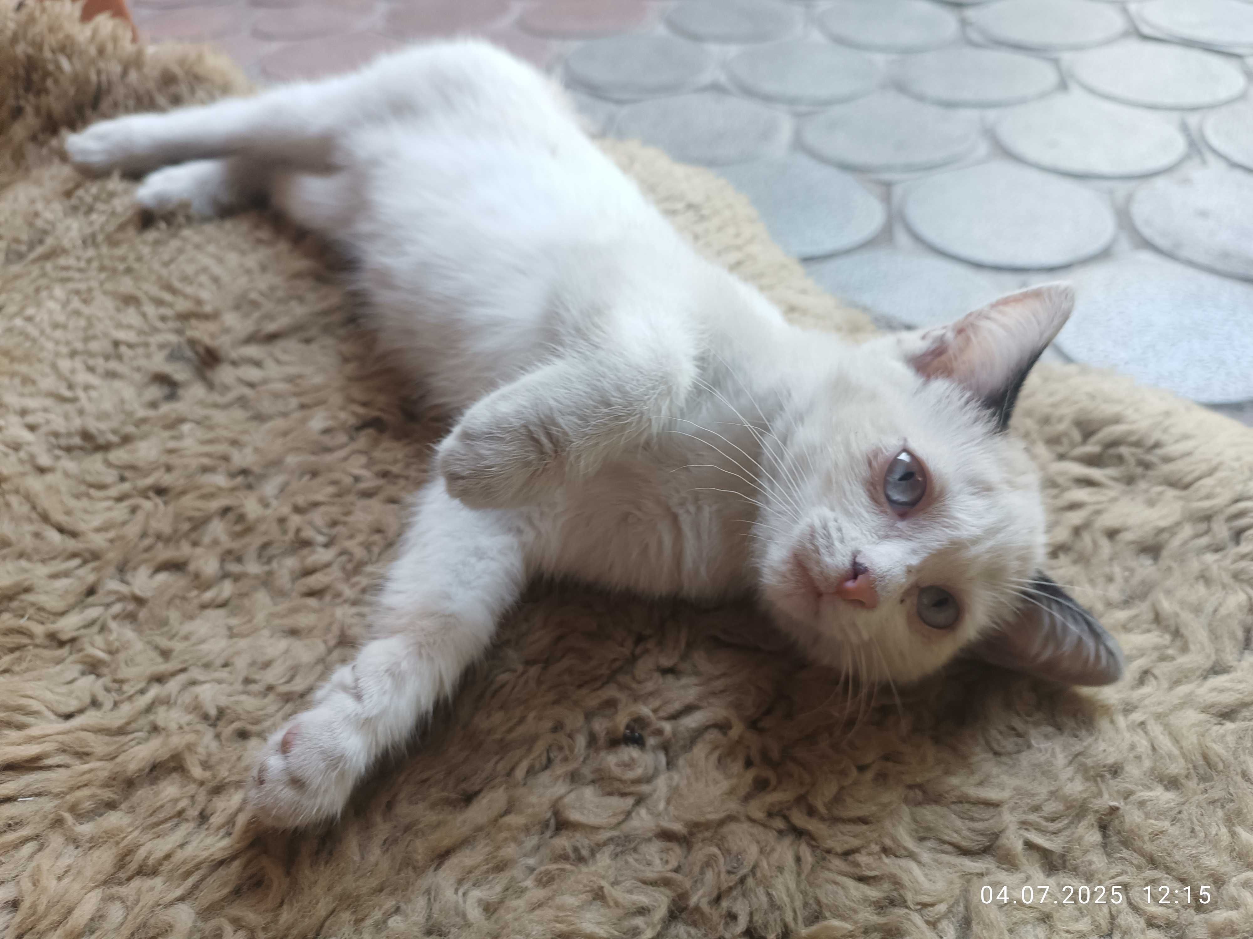 Кошечка ищет новый дом